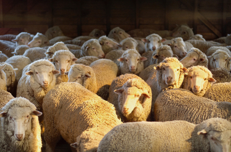 Wool Prices Do About-Face April