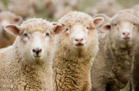 AI, Robots to Reshape Sheep and Wool Industry