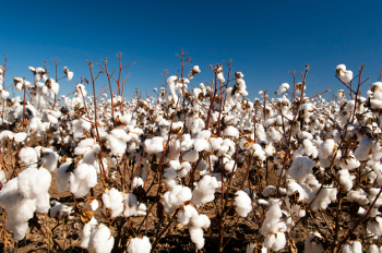 Cotton Sourcing Issues Set Discussion Next Month London