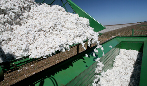 Contaminated Gujarat Cotton Has Yarn Manufacturers Looking Source West Africa