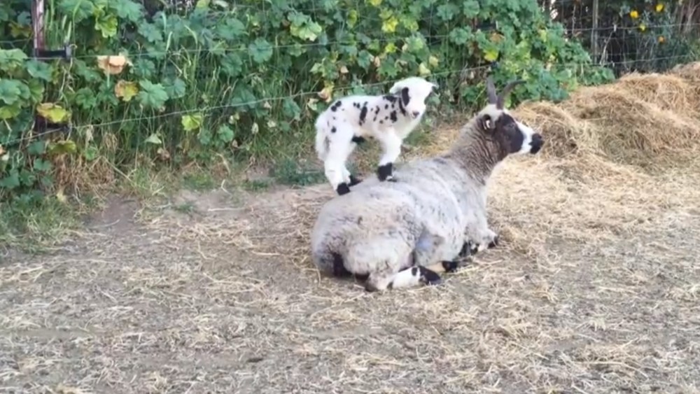 Britain’s Wool Week