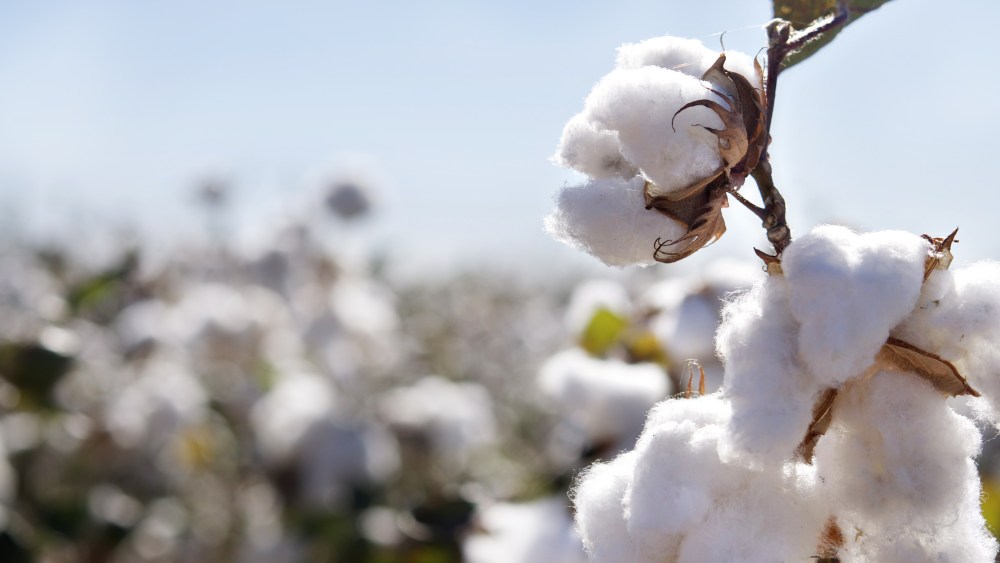 Cotton