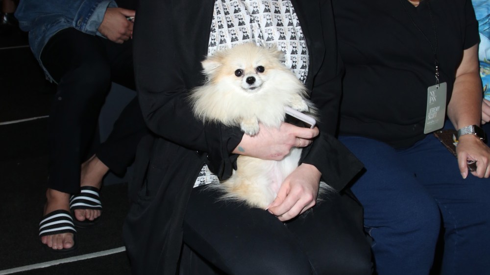 The Dogs of Fashion Week, With Polly the Pomeranian