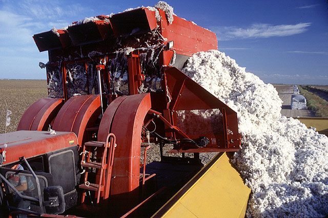 NCC Turns USDA After Cotton Seed Policy Nixed From Budget Bill