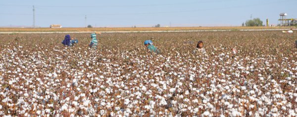 FLA Report Identifies Ways Mitigate Child Labor Risks Cotton Sector
