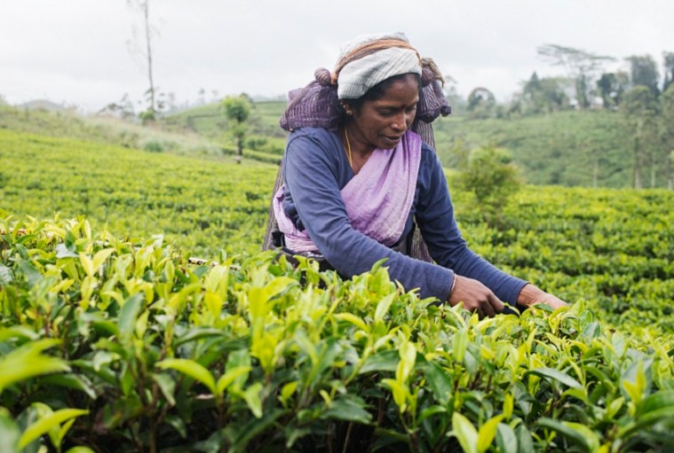 Apparel Brands Ranked on Forced Labor First Time