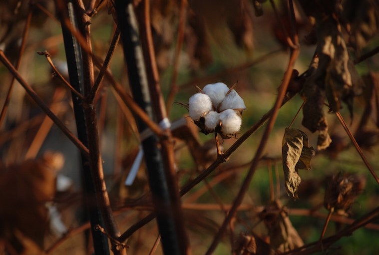 Cotton Inc and Archroma Debut Cotton-Derived Dye