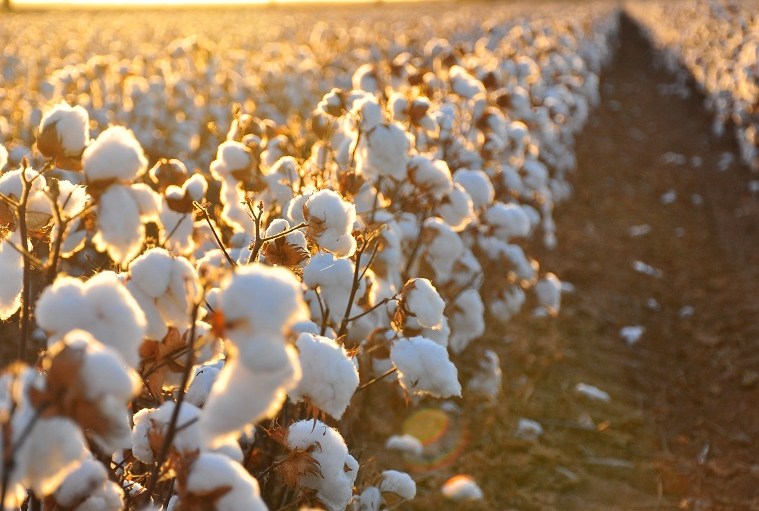 cotton field