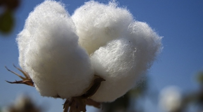 Olah Inc Joins the Better Cotton Initiative