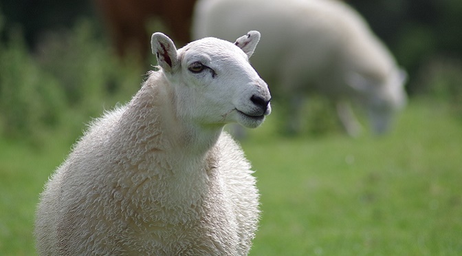 H&M Wants Improve Animal Welfare