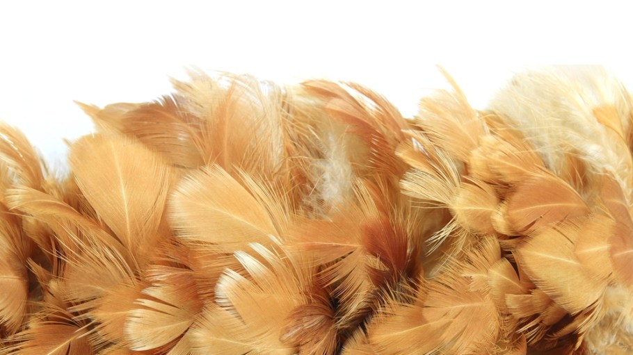 chicken feathers