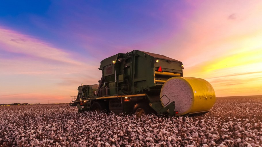 cotton