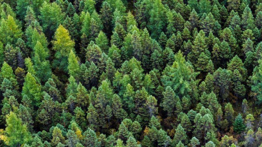 In Davos, forestry nonprofit Canopy announced a “bold” but tangible strategy to save 30 percent or more of the world’s forests by 2030.