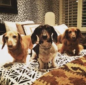 Badgley Mischka's dachshunds.