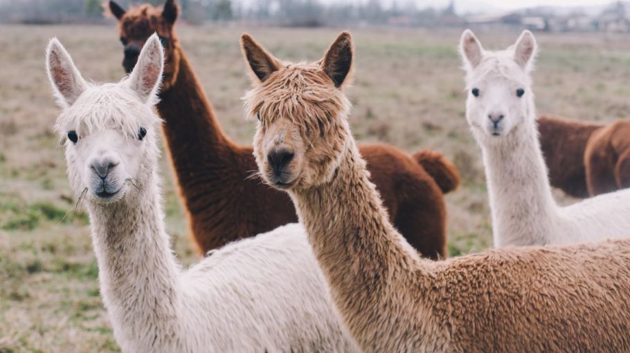 Fashion brands such as Esprit and Gap are reportedly reconsidering their use of alpaca wool after PETA exposé uncovered animal cruelty.
