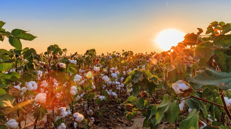 Traceable fibers provide the accountability of denim's origin and quality, and help gauge the environmental and social impact of jeans.