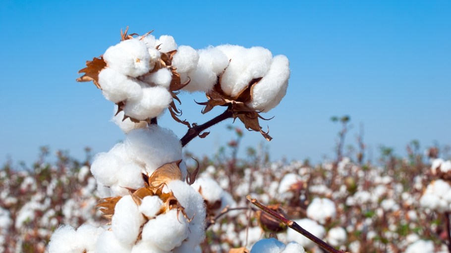 Citizens of Humanity has teamed directly with six American farms to grow cotton responsibly.