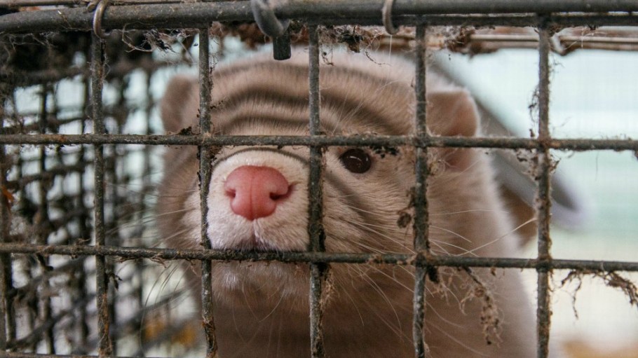Denmark has dropped plans to forcibly cull thousands of farmed mink due to fears that a mutated form of Covid-19 was passing to humans.
