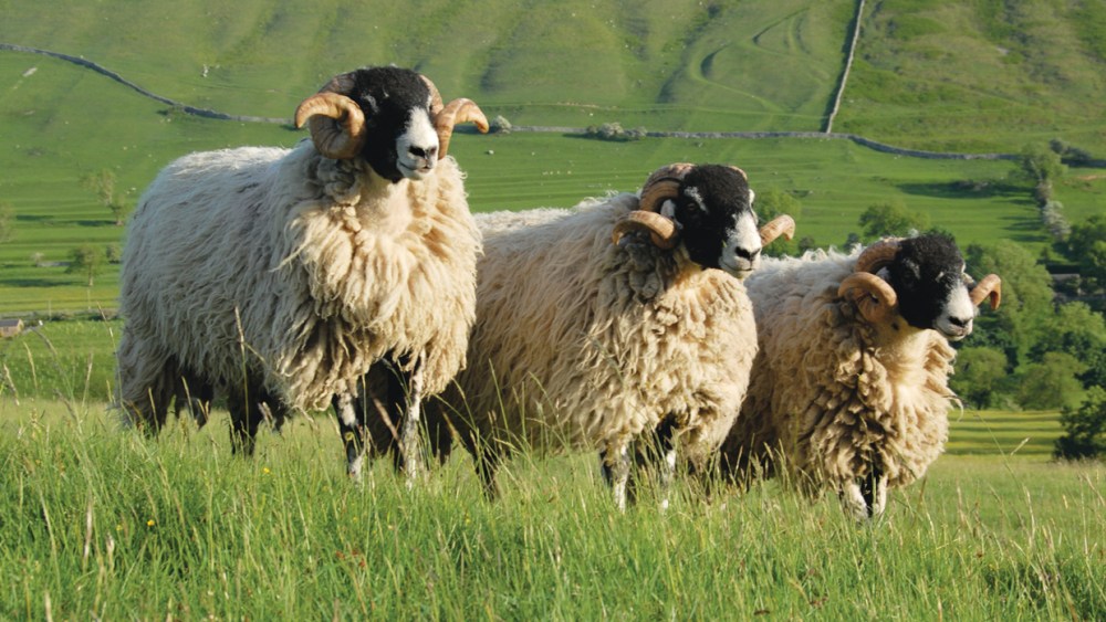 British sheep