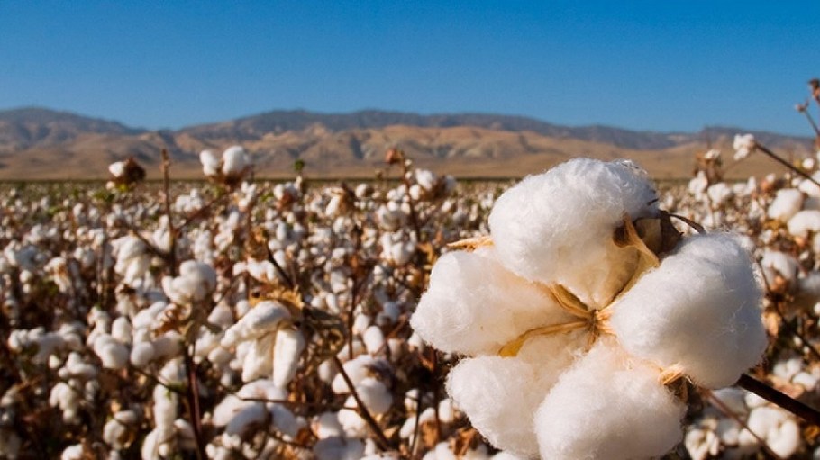A U.S. Cotton Trust Protocol survey of U.K and U.S. brands and retailers found a sense of optimism for increased interest in sustainability.