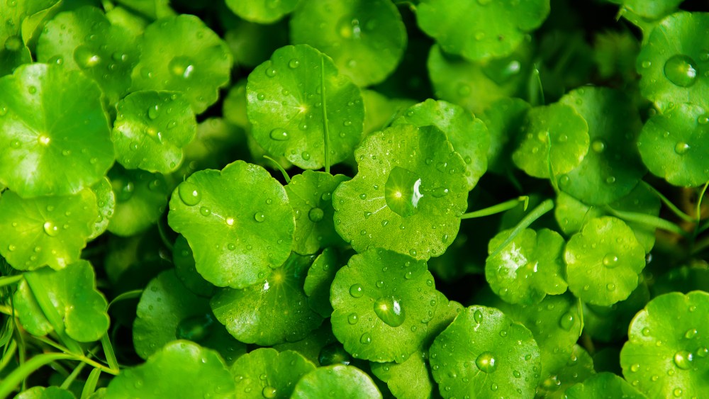 L'Oréal has committed to using green sciences.