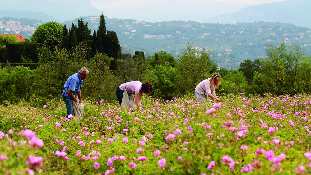 A rose de mai harvest at Le Domaine de Manon