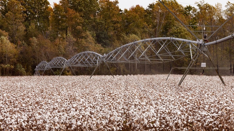 A new report, “Cotton: A Case Study in Misinformation,” is meant to debunk much false information about how cotton is grown and cultivated.