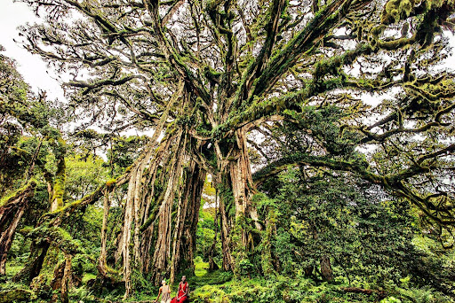 Native, biodiversity, climate change, nature