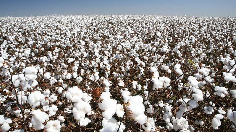 Mark Messura, senior vice president at Cotton Inc., said cotton prices continue to rise despite data indicating ample global stocks.