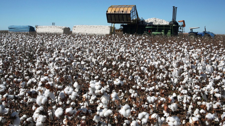 With demand high and harvest issues impacting output, sourcing cotton will be tricky going into 2022, National Cotton Council experts say.