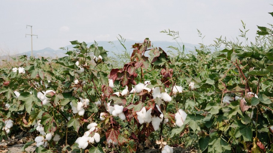 Katla is asking its suppliers—including its cotton growers during the appropriate seasons—to submit photos of their operations using Truepic's Vision platform