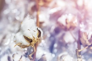A new report from sustainability organization Cotton Diaries exposes just how little brands know about the origin of the cotton they source.