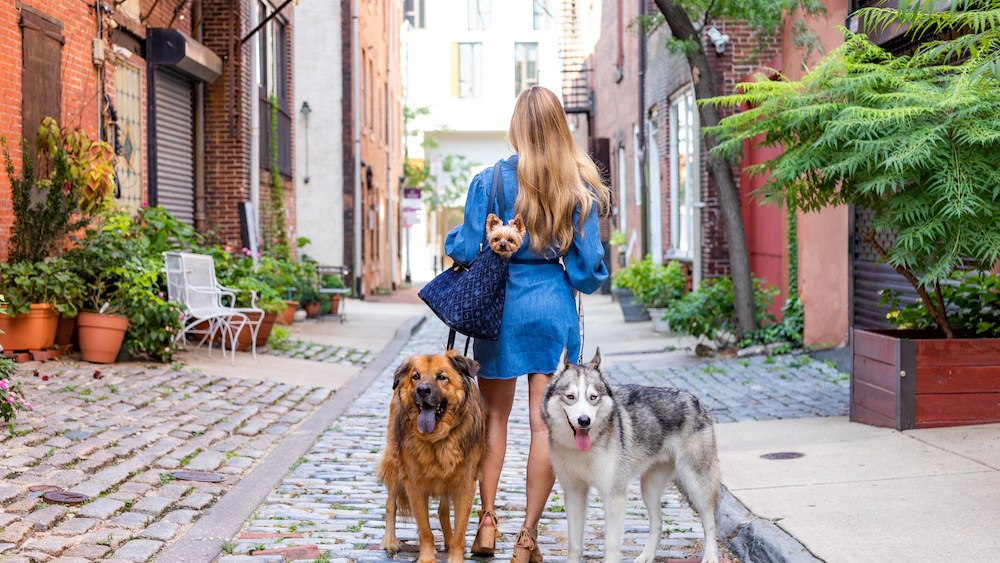 Recently-launched Sonia-TY aims to fill the gap between pet-loving humans and sustainable denim pet accessories needed for travel.