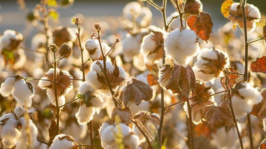 The U.S. Cotton Trust Protocol has been accepted as an ISEAL community member following a rigorous and meticulous approval process.