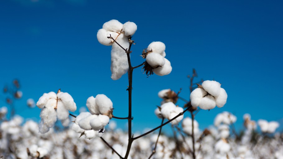 The new Textile Exchange Material Change Insights Report shows 78 percent of companies improved their Material Change Index score in 2021.