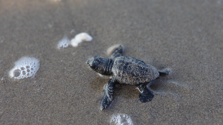 Mavi's new tees support the Indigo Turtles Project, a partnership with Ecological Research Society (EKAD) to protect endangered sea turtles.