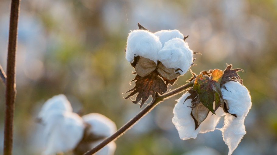 What the Latest Cotton Research Means for Exports and the Environment