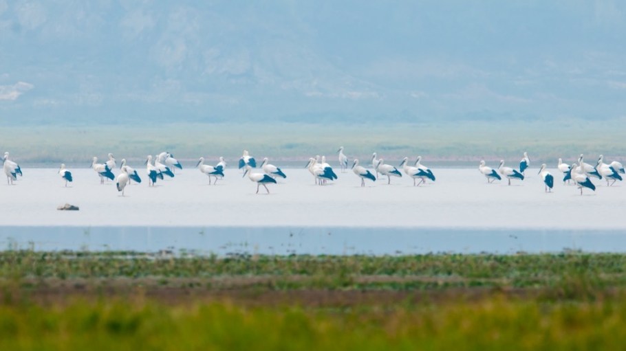 Sateri is protecting biodiversity in China's Poyang Lake