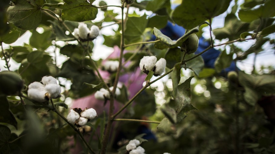 International organic cotton vetting bodies have removed the suspension of CU India which can now resume issuing TCs attesting to the cotton's quality.