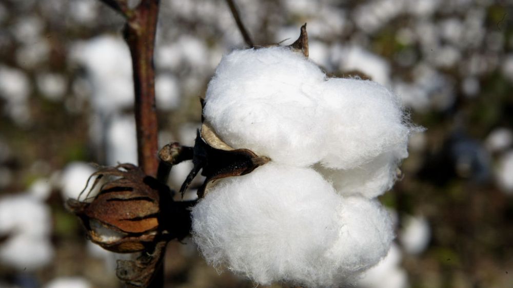 CLARKSDALE, MS -OCTOBER 19: A cotton boll waits to be harvested on BTC farm October 19, 2003 near Clarksdale Mississippi. BTC raises 1000 acres of cotton, 80% of which is genetically modified (GM) Bt, Roundup Ready cotton. The government mandates at least 20% of the crop is planted with conventional cotton to help prevent insects from developing an immunity to the GM products. BTC plans on planting 100% of its cotton acreage in conventional cotton next year to take advantage of the premium paid by mills. (Photo by Scott Olson/Getty Images)