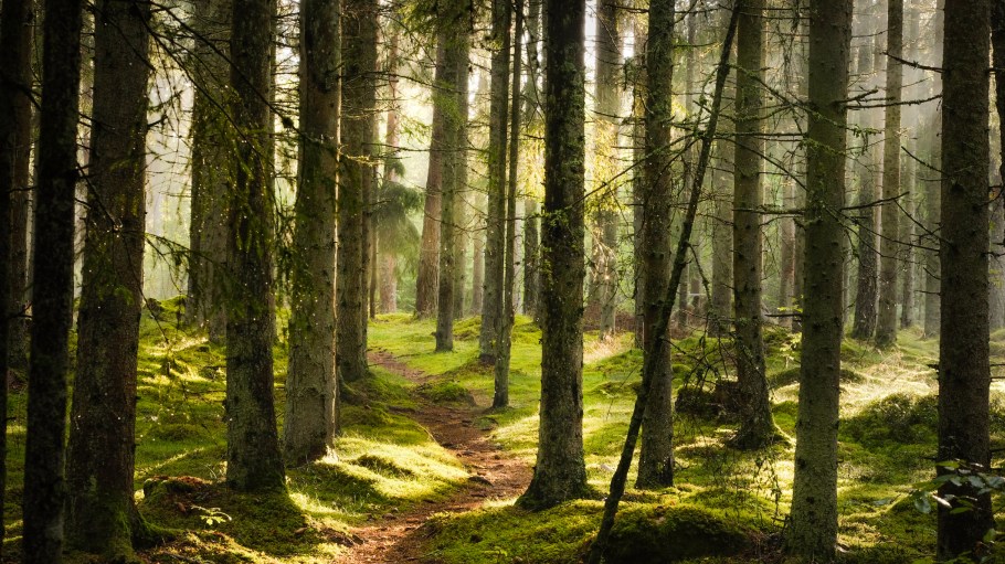 UPM has formulated a polyester made from trees that will be made into outdoor clothing by Vaude.