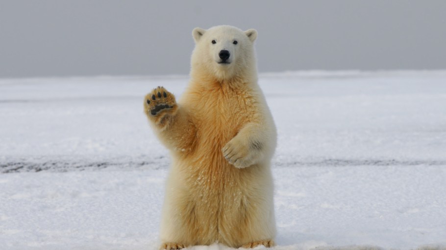 A team of scientists has developed a new fiber inspired by polar bear fur.