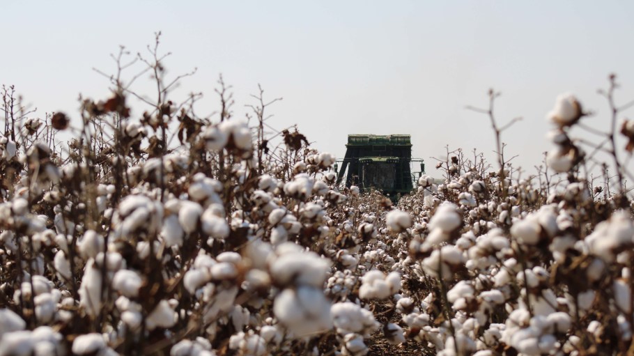 Cotton field