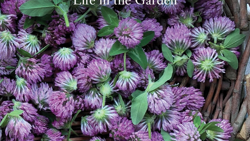 Bunny Williams new book