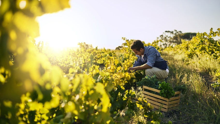 Shot of a young man tending to his crops on a farm