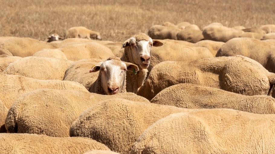 Sheep