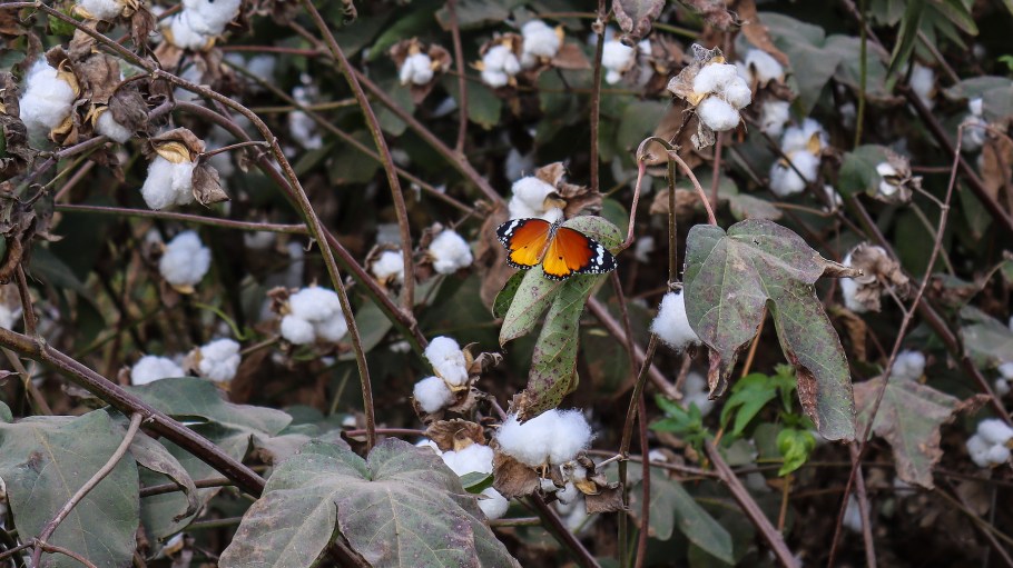 Cotton harvest season in Sharqia Governorate, Egypt, in October 2023.