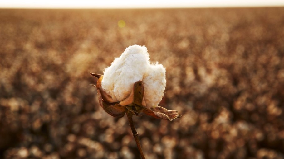 Supima's AQRe Project traces cotton from the field forward.