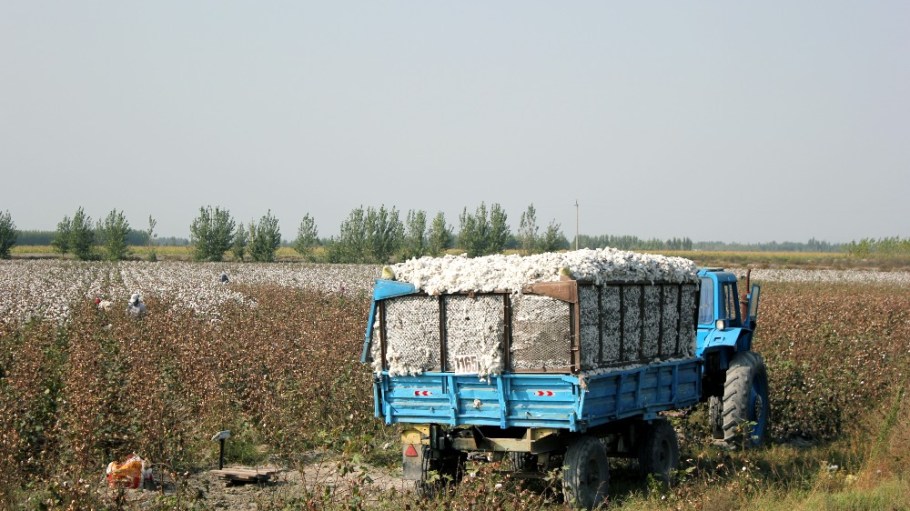 A cotton farm in Uzbekistan.