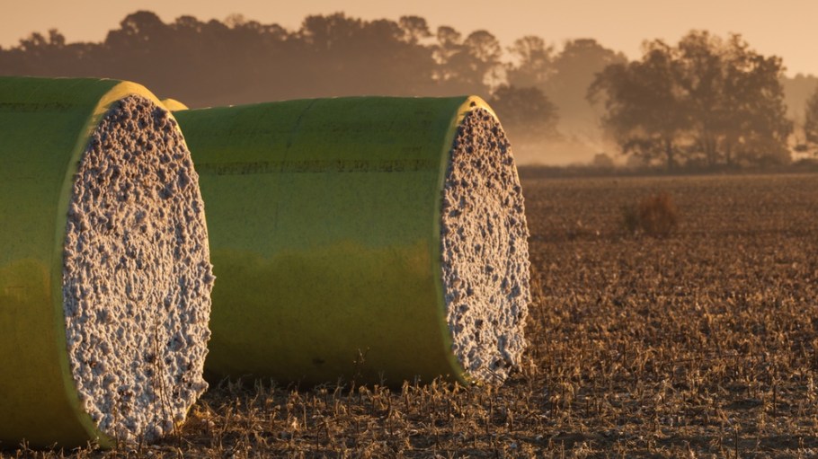 American cotton
